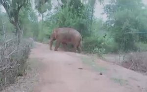 chakulia elephant east singhbhum news