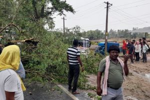 आंधी-बारिश में सड़क पर गिरा पेड़