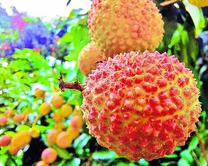 litchi Of Muzaffarpur