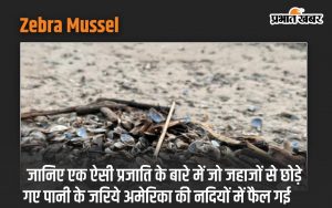 Zebra Mussel: Know about a species that spread in the rivers of America through water released from ships