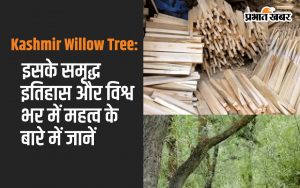 Kashmir Willow Tree: Learn about its rich history and significance around the world