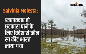 Salvinia molesta: Know which insect was brought to India from abroad to get rid of the weed