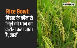 Rice Bowl: Know which district of Bihar is called the rice bowl