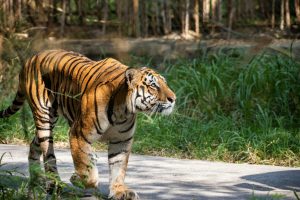 Sundarban, India