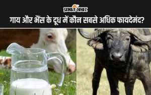 Cow Milk vs Buffalo Milk