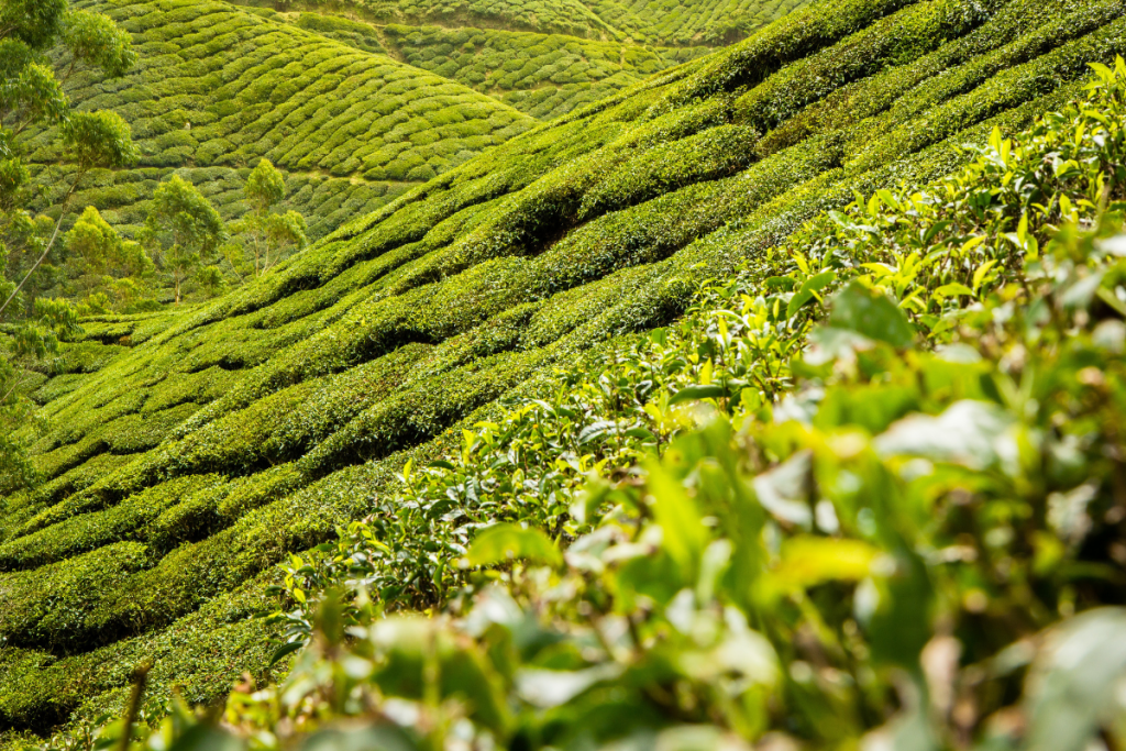 Darjeeling