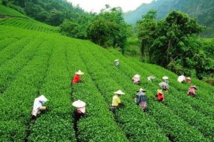 Famous Tea Gardens in India