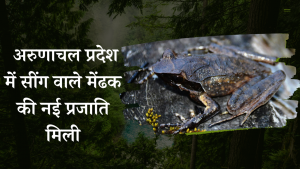 Exciting Discovery: New species of horned frog found in Arunachal Pradesh