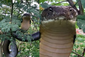 Viral video of King Cobra snake