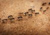 The Arrival Of Ants Is Auspicious Or Inauspicious