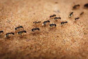 The arrival of ants is auspicious or inauspicious