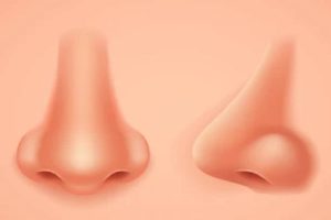 Different Nose shape personality