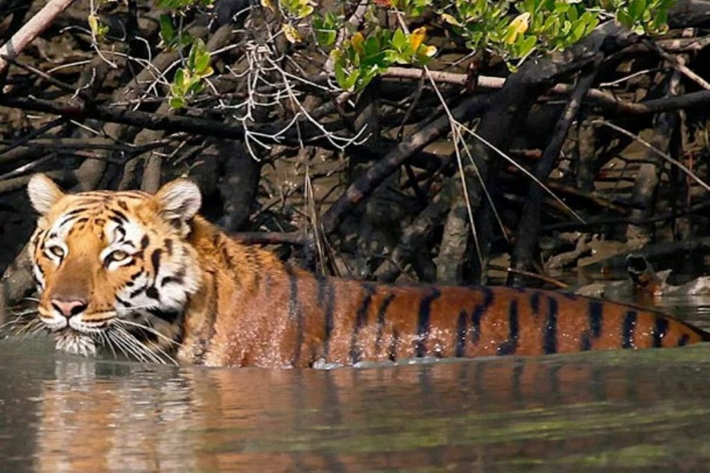 Royal Bengal Tigers 1