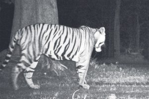 Tiger Seen in Betla National Park