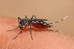 Dengue in bihar