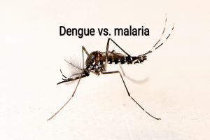 dengue vs malaria