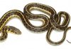 Katihar School Snake News Bihar | Snake In School: Dozens Of Snakes Are Coming Out Every Day In A School In Katihar, An Atmosphere Of Panic Among The Students.