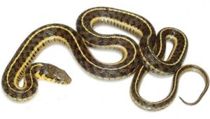 katihar school snake news bihar | Snake in School: Dozens of snakes are coming out every day in a school in Katihar, an atmosphere of panic among the students.