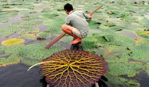 makhana ki kheti bihar | This year Makhana will be cultivated from Swarna Vedaihi and Sabor seeds.