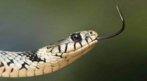 nawada snake bite news| nawada snake news| bihar snake bite news