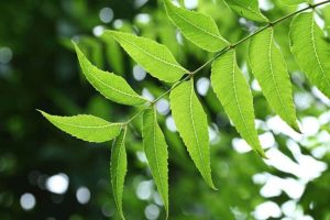 neem leaves benefits