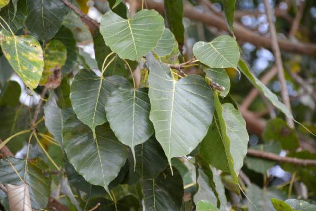 pipal tree