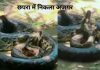 Python In Chhapra News | Python In Chhapra: Python Reached The Village With Flood In Chhapra, Forest Department Team Reached The Spot And Took It To The Zoo.