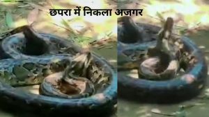 python in chhapra news | Python in Chhapra: Python reached the village with flood in Chhapra, forest department team reached the spot and took it to the zoo.