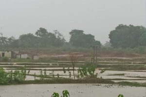 बारिश से खेत में भरा पानी