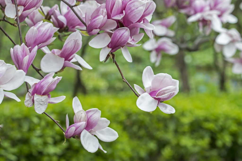 rhododendrons and magnolias