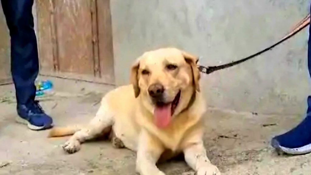 Sniffer Dog Heera Patna