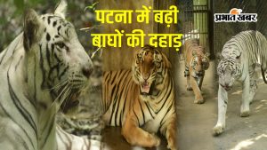 world tiger day