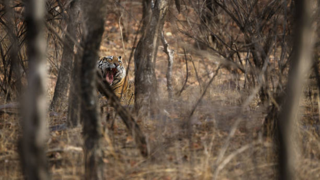 अंतर्राष्ट्रीय प्लास्टिक बैग मुक्त दिवस 61