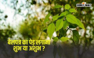 Bel Patra Tree Benefits