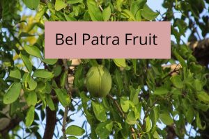 Bel Patra Fruit