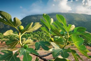 Fig Crop Development Scheme