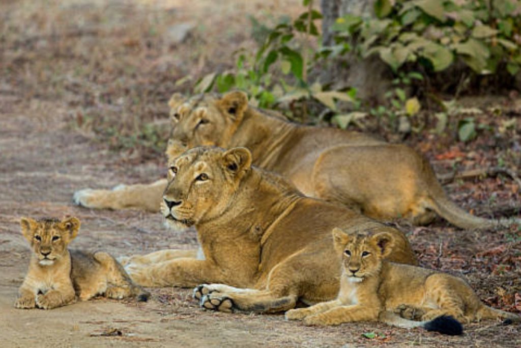 Gir National Park, Gujarat