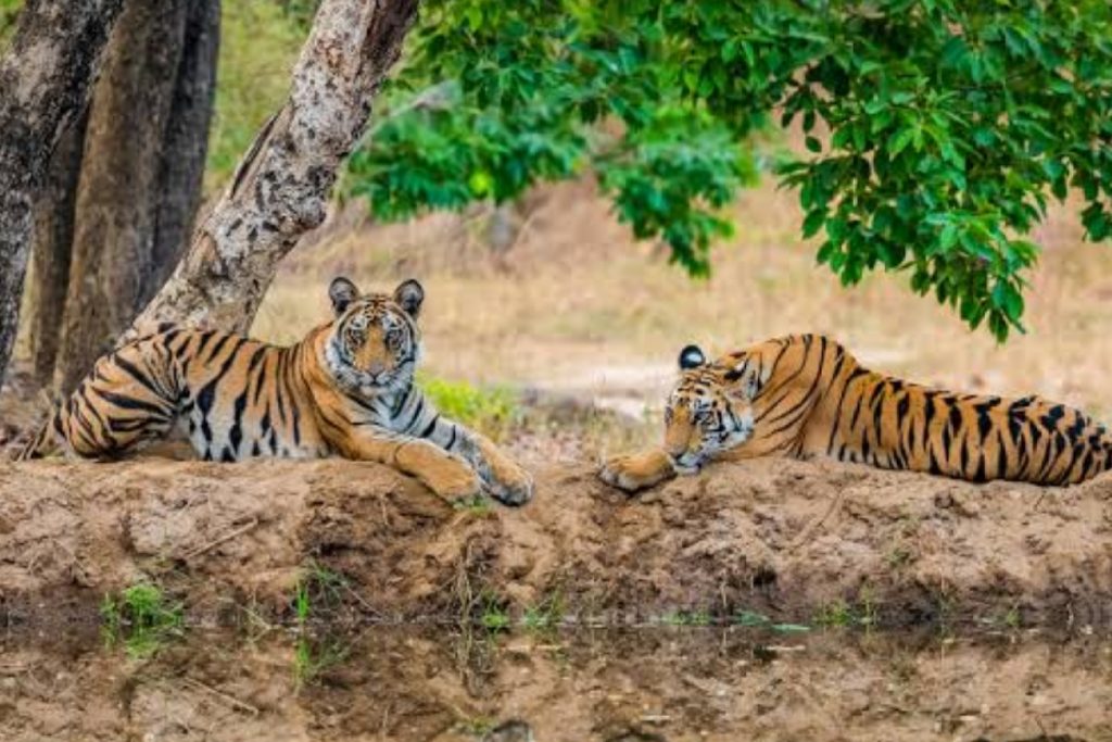 Kanha National Park, Madhya Pradesh