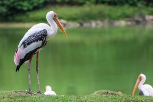 Kanwar Lake Bird Sanctuary, Bihar