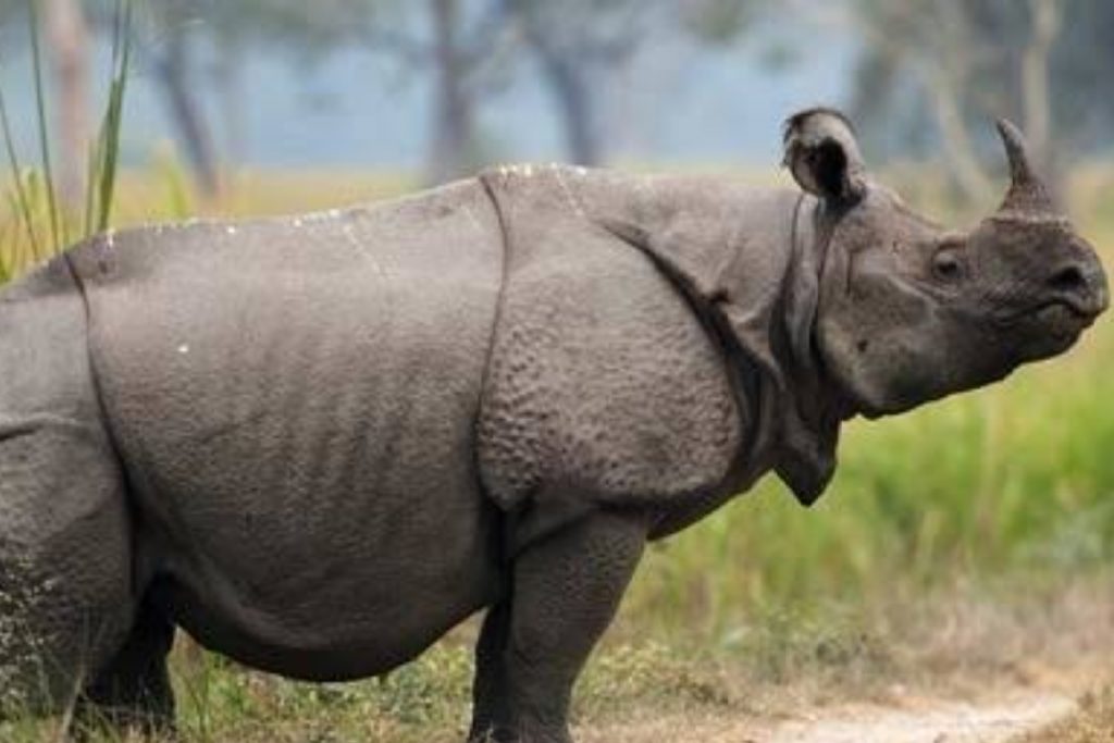 Kaziranga National Park, Assam