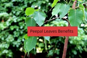 Peepal Leaves Benefits