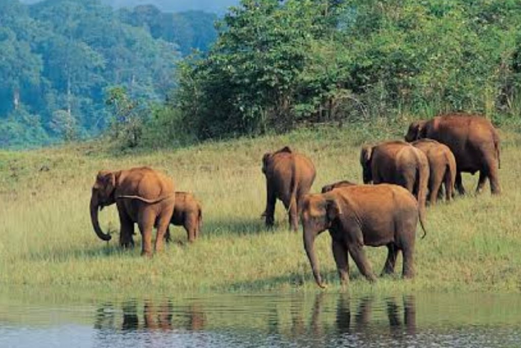 Periyar National Park, Kerala