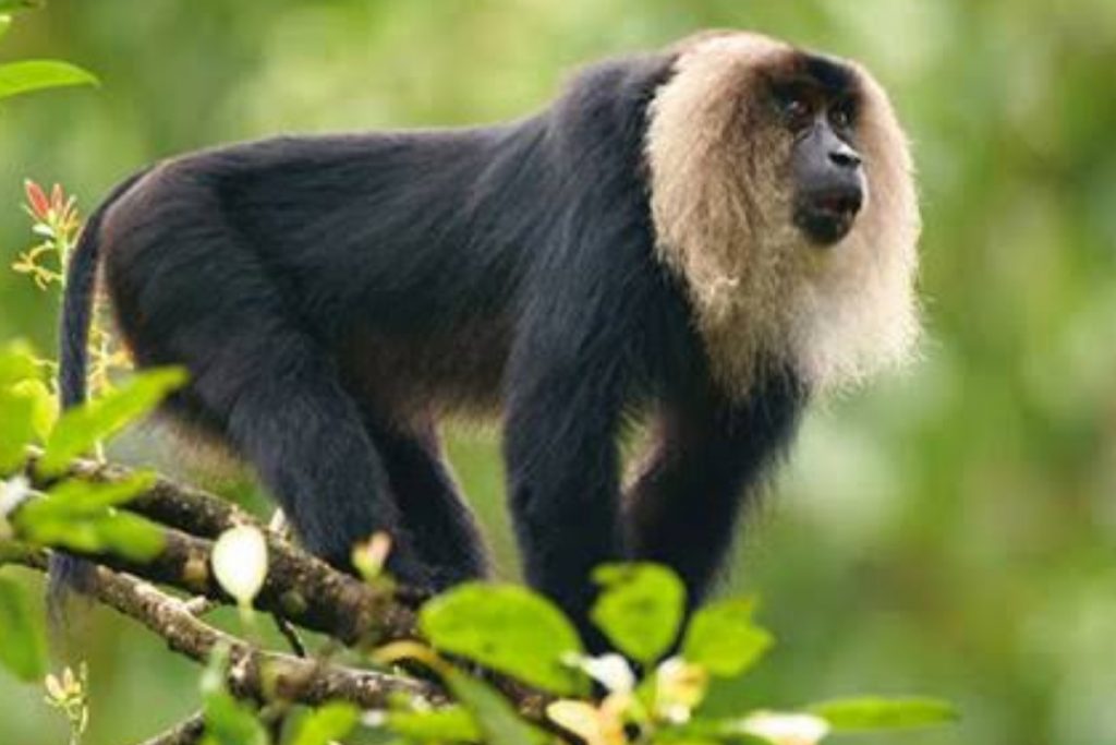 Silent Valley National Park, Kerala