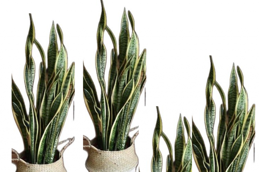 Snake Plant