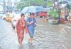 Rain Boosts Paddy Cultivation