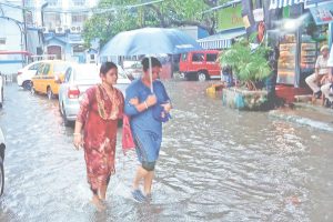 Rain Boosts Paddy Cultivation