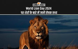 World Lion Day 2024 पर शेरों के बारे में जानें रोचक तथ्य