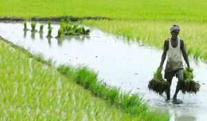 bihar agriculture news | Bihar News: Production of grains decreased by seven lakh tonnes in Bihar, increase in rice, huge decline in maize and pulses…