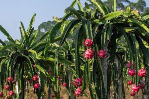 dragon fruit