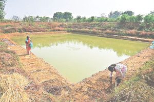 farm pond scheme odisha